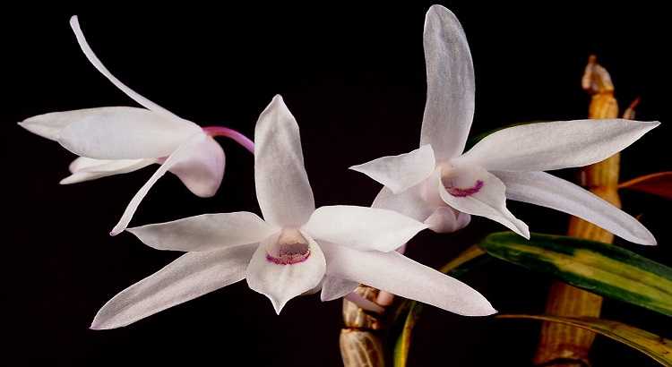 Dendrobium-moniliforme-destacado