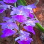 Orquídeas Aerides - Principais Características e Cultivo