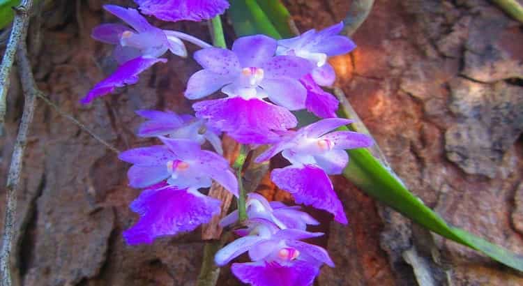 Orquídeas-aerides-destacado