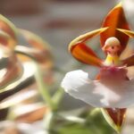 Orquídea Bailarina - Veja Suas Fotos, Curiosidades e Muito Mais