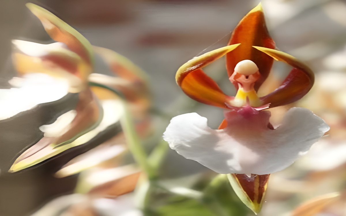 orquidea-bailarina