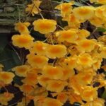 Dendrobium Aggregatum (lindleyi) - Como Cuidar e Fotos