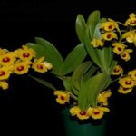Dendrobium Chrysotoxum: Características e Como Cuidar
