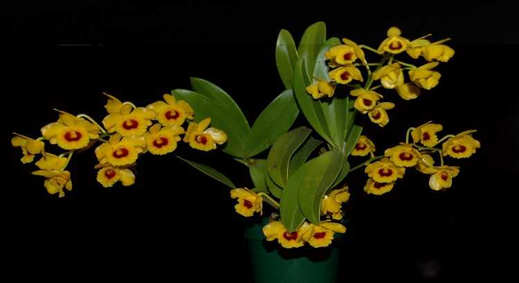 Dendrobium-Chrysotoxum-destacado