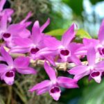 Dendrobium Anosmum - Como Cultivar em 7 Passos Simples
