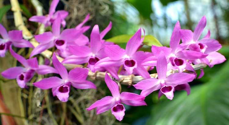 Dendrobium-anosmum-destacado