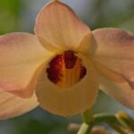 Dendrobium Moschatum - Curiosidades, Fotos e Como Cuidar