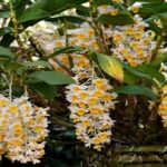 Dendrobium Thyrsiflorum: Como Cuidar e Florir