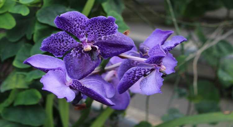 Vanda-coerulea-azul-Destacado