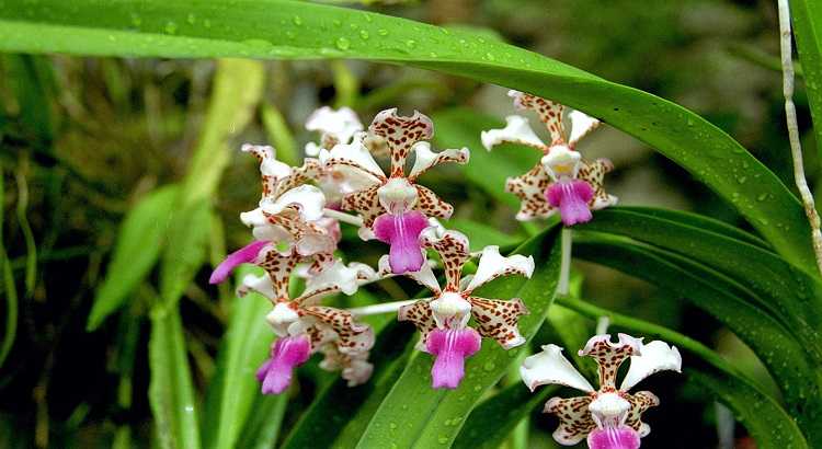 Vanda-tricolor-destacado