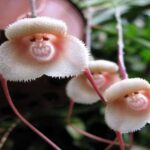 Orquídea Cara De Macaco - Fotos, Curiosidades e Muito Mais