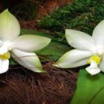 Phalaenopsis Violacea - Descubra Os Segredos Para Cultivá-la