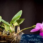 Cattleya Walkeriana - Como Cuidar em 7 Passos Simples
