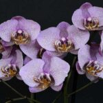 Orquídeas Classificações Inferiores - Explicação Completa