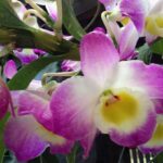 Dendrobium Nobile (Orquídea Olho de Boneca): Como Cuidar