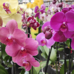 Espécies de Orquídeas: Quantas Existem, Tipos e Fotos