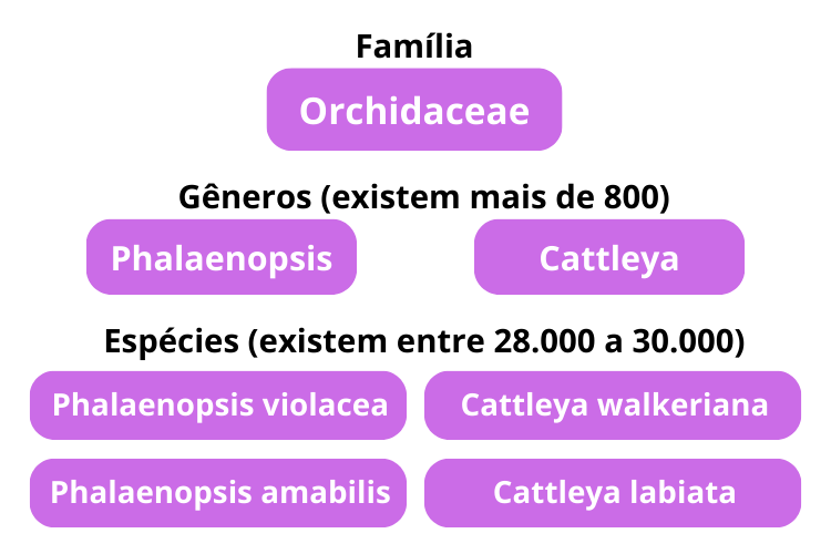 Explicacao familia genero e especies de orquideas