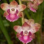 Orquídeas Cyrtopodium - Curiosidades e Como Cuidar