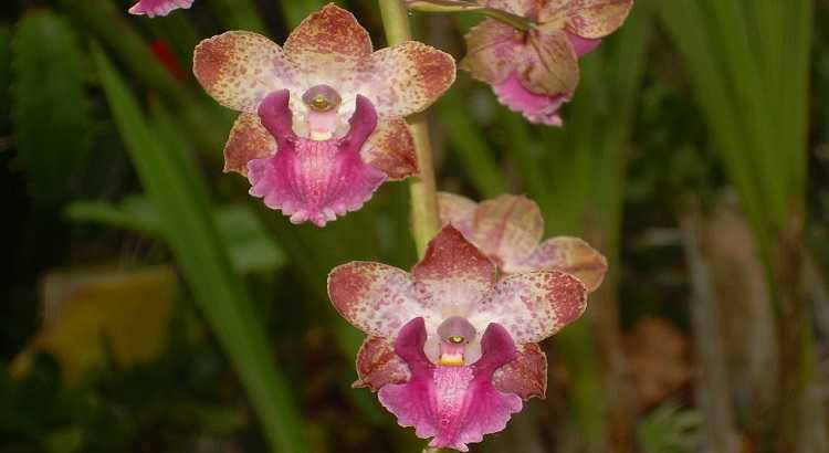 Orquídeas-cyrtopodium-destacado