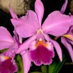 Cattleya Labiata - Conheça a Orquídea Rainha do Nordeste