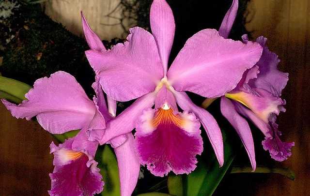 cattleya-labiata-rosa