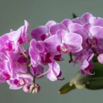 Características e Curiosidades Sobre a Orquídea Mariposa