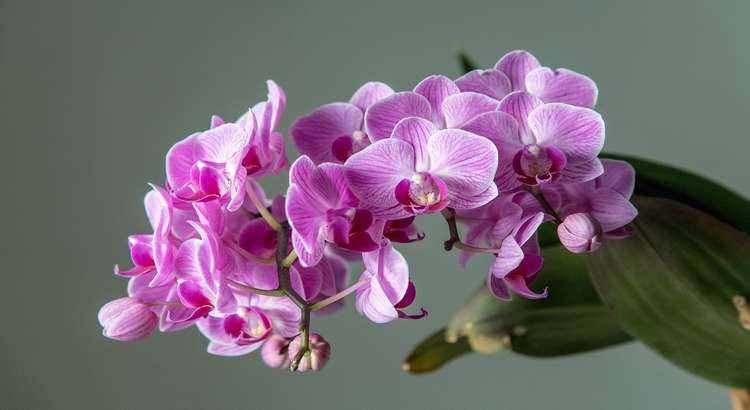 Características-das-phalaenopsis-destacado-1