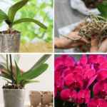 Como Cuidar de Orquídeas Em 7 Passos (Para Iniciantes)