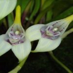 Orquídeas Masdevallia - Como Cuidar Em 10 Passos Simples