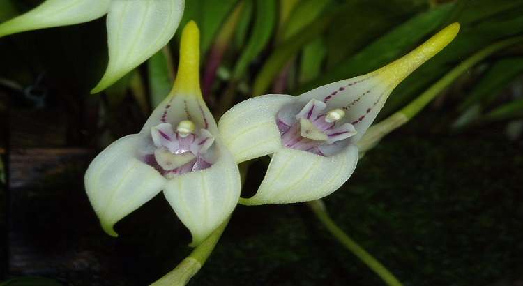 Orquídeas-Masdevallia-destacado