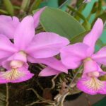 Cattleya Nobilior: Como Cuidar e Florir (Com Fotos)