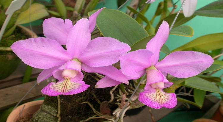 Cattleya-nobilior-destacado