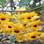Dendrobium Fimbriatum - Como Cultivar Essa Orquídea