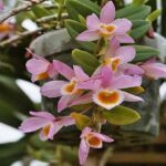 Dendrobium Loddigesii - Como Cuidar em 5 Passos