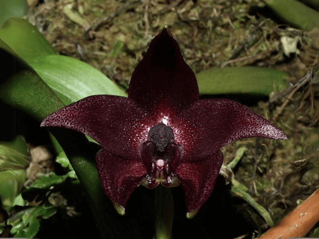 Bulbophyllum vinaceum