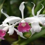 Cattleya Purpurata (Laelia Purpurata): Cultivo e Fotos