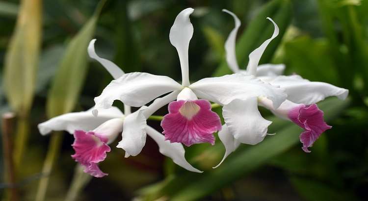 Cattleya-purpurata-destacado