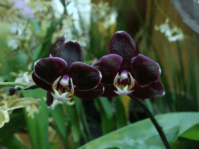 Phalaenopsis Ever Spring Black