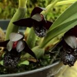 Orquídea Negra: Aprenda a Cultivá-la e Veja Suas Fotos