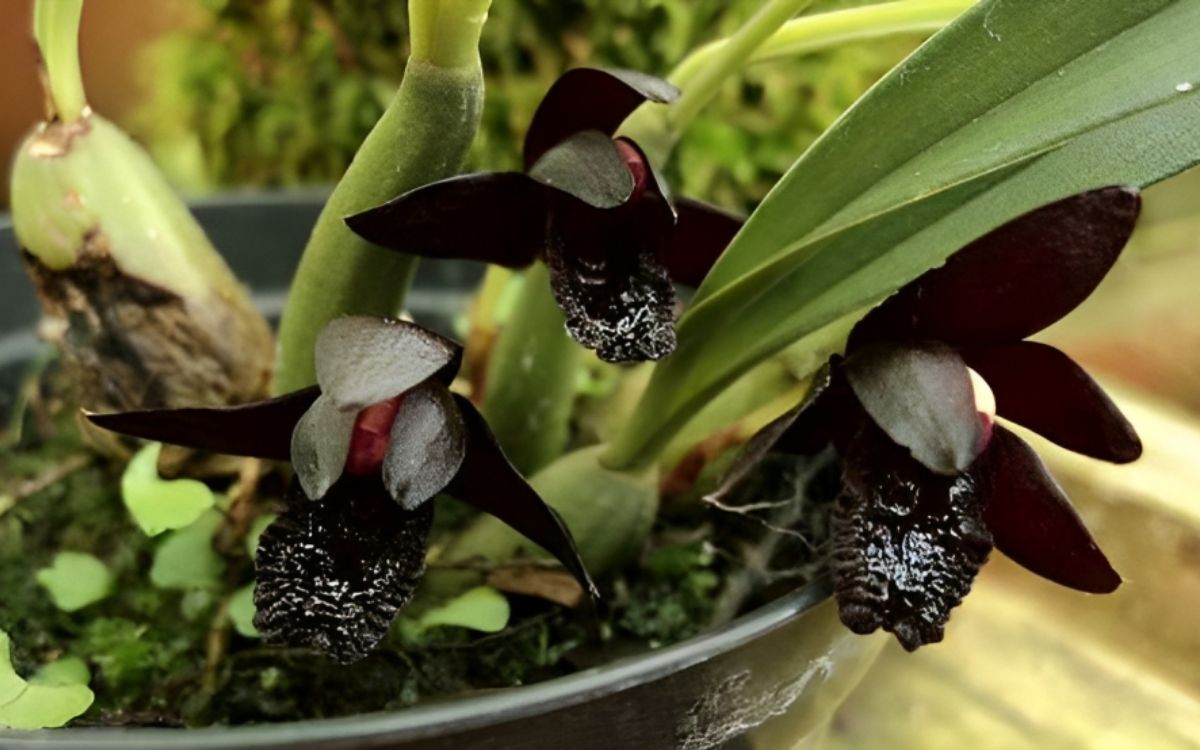 orquidea-negra