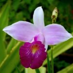 Orquídea Bambu (Arundina) - Como Cuidar em 10 Passos