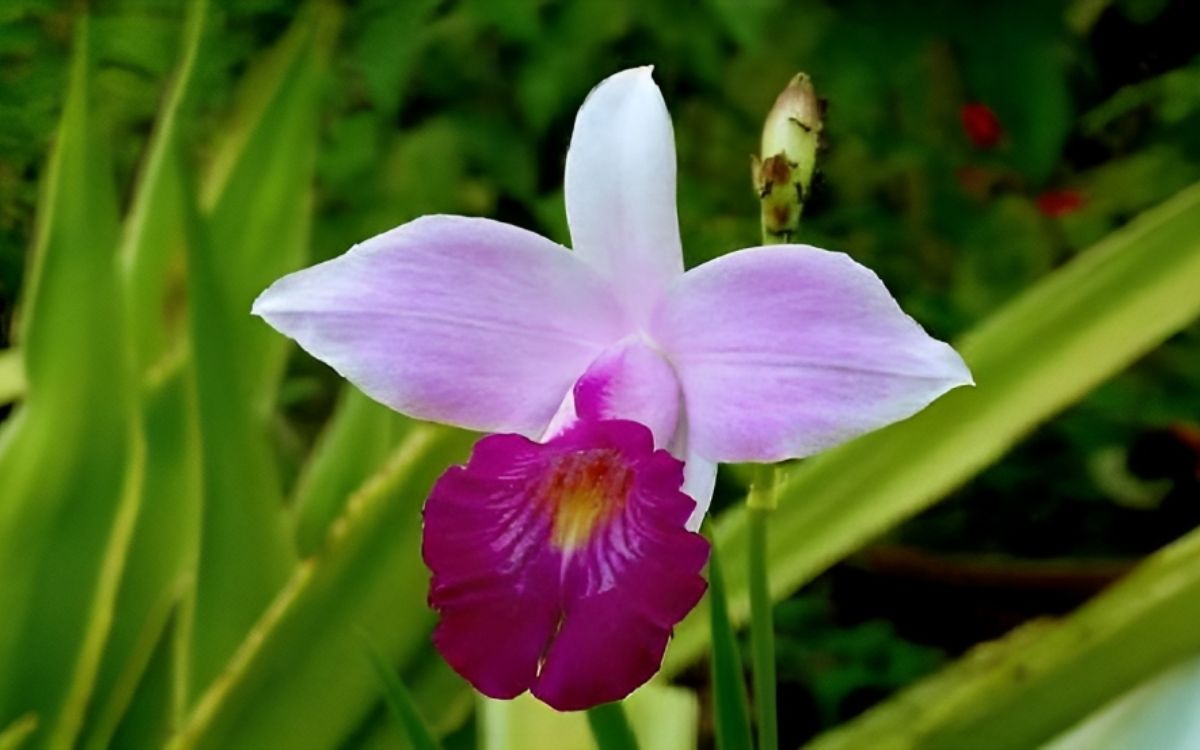 Orquidea-bambu