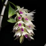 Dendrobium Amethystoglossum: Características e Cultivo