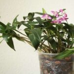 Dendrobium Kingianum – Como Cuidar e Florir (Passo a Passo)
