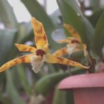 Maxillaria Picta – Curiosidades, Fotos e Como Cuidar