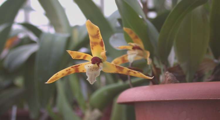 Maxillaria-Picta-destacado