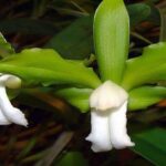 Cattleya Bicolor: Fotos, Curiosidades e Cultivo