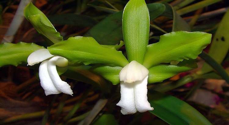 Orquídea-cattleya-bicolor-destacado