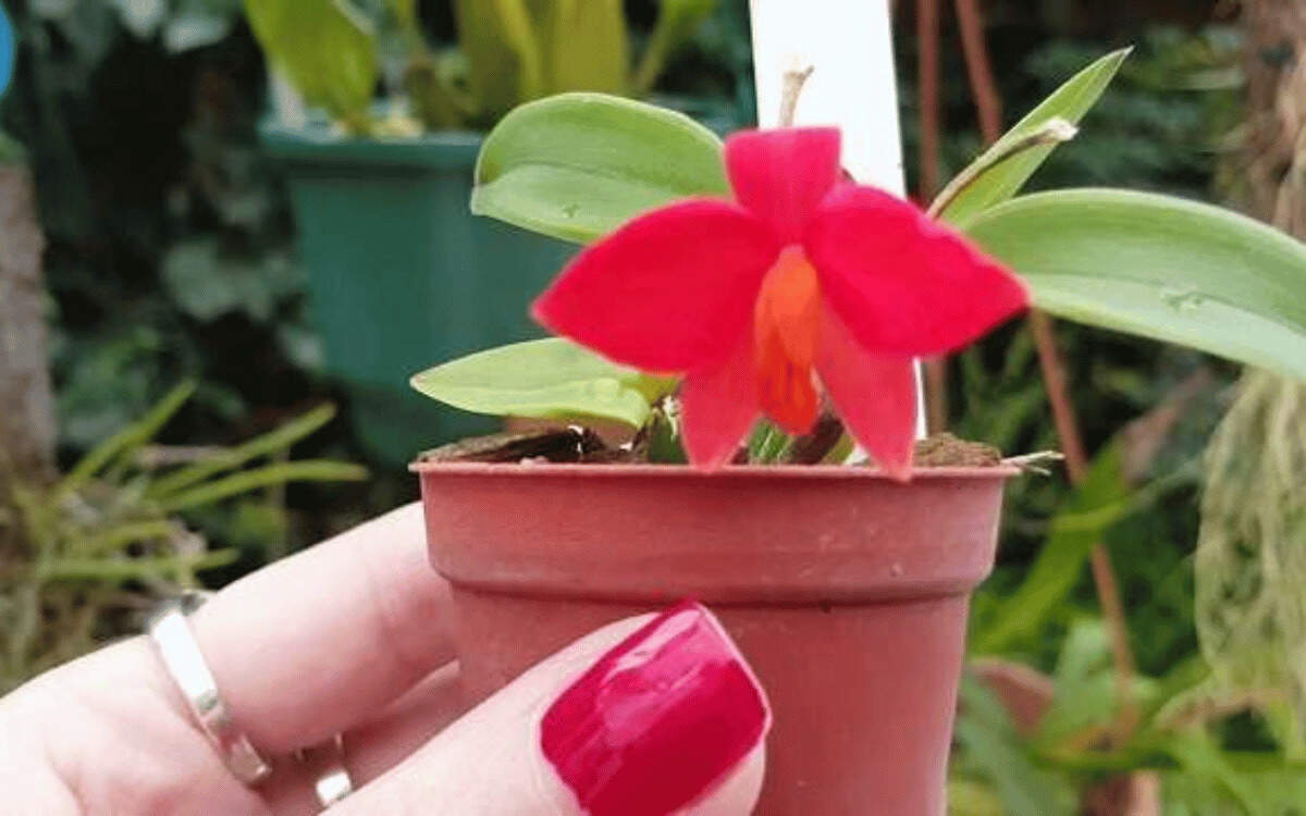Mini-orquideas