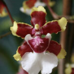 Orquídea Chocolate: Veja Sua História, Cultivo e Fotos